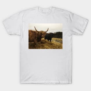 Scottish Highland Cattle Cow and Bull 2169 T-Shirt